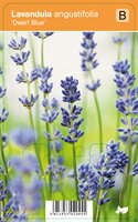 Vips Lavandula angustifolia Dwarf Blue - Lavendel - afbeelding 1