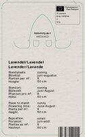 Vips Lavandula angustifolia Dwarf Blue - Lavendel - afbeelding 2