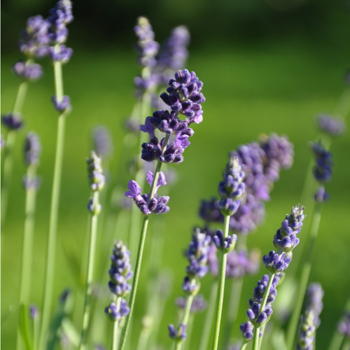 Vips Lavandula angustifolia Dwarf Blue - Lavendel - afbeelding 3