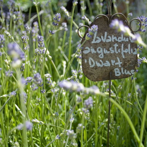 Vips Lavandula angustifolia Dwarf Blue - Lavendel - afbeelding 4