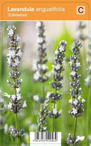 Vips Lavandula angustifolia Edelweiss - Lavendel - afbeelding 1