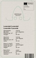 Vips Lavandula angustifolia Edelweiss - Lavendel - afbeelding 2