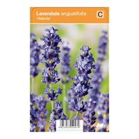 Vips Lavandula angustifolia Hidcote - Lavendel