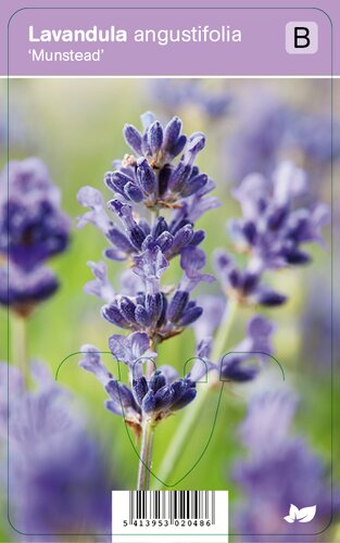 Vips Lavandula angustifolia Munstead - Lavendel - afbeelding 1