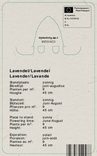 Vips Lavandula angustifolia Munstead - Lavendel - afbeelding 2