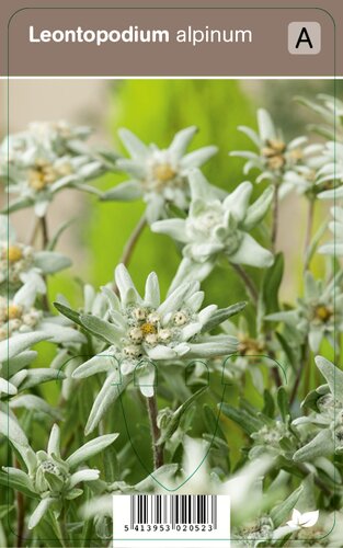 Vips Leontopodium alpinum - Edelweiss - afbeelding 1