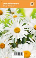 Vips Leucanthemum Silver Princess - Dwergmargriet - afbeelding 1