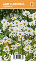 Vips Leucanthemum vulgare Maikonigin - Margriet - afbeelding 1