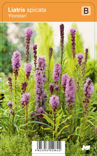 Vips Liatris spicata Floristan - Lampepoetser - afbeelding 1