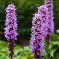 Vips Liatris spicata Floristan - Lampepoetser - afbeelding 3