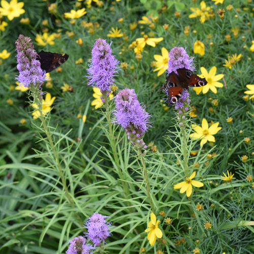 Vips Liatris spicata Floristan - Lampepoetser - afbeelding 4