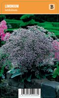 Vips Limonium latifolium - Lamsoor - afbeelding 1