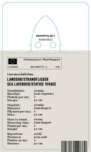 Vips Limonium latifolium - Lamsoor - afbeelding 2