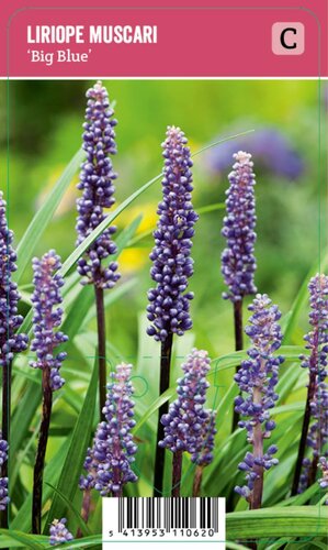 Vips Liriope muscari Big Blue - Leliegras - afbeelding 1