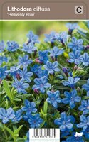 Vips Lithodora diffusa Heavenly Blue - Parelzaad - afbeelding 1