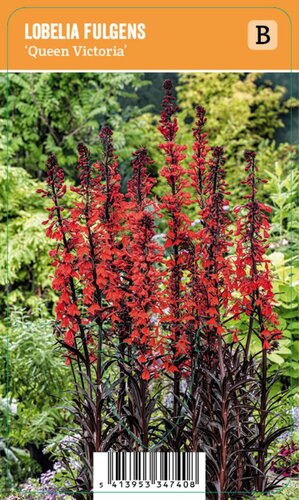 Vips Lobelia fulgens Queen Victoria - Lobelia - afbeelding 1