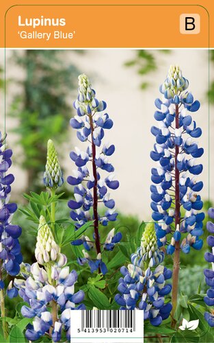 Vips Lupinus Gallery Blue - Lupine - afbeelding 1