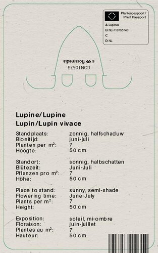 Vips Lupinus Gallery Blue - Lupine - afbeelding 2