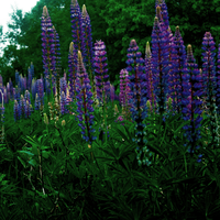 Vips Lupinus Gallery Blue - Lupine - afbeelding 3