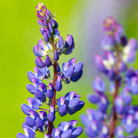 Vips Lupinus Gallery Blue - Lupine - afbeelding 4