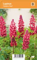 Vips Lupinus Gallery Red - Lupine - afbeelding 1