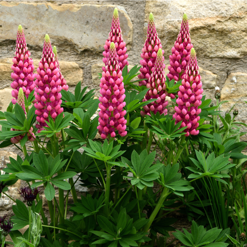Vips Lupinus Gallery Red - Lupine - afbeelding 4