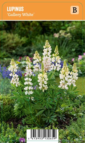 Vips Lupinus Gallery White - lupine - afbeelding 1