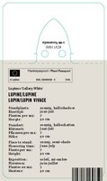 Vips Lupinus Gallery White - lupine - afbeelding 2