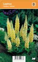 Vips Lupinus Gallery Yellow - Lupine - afbeelding 1