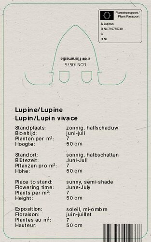 Vips Lupinus Gallery Yellow - Lupine - afbeelding 2