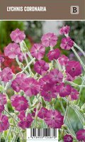 Vips Lychnis coronaria - Prikneus - afbeelding 1