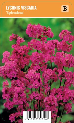 Vips Lychnis viscaria Splendens - koekoeksbloem - afbeelding 1