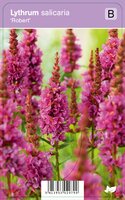 Vips Lythrum salicaria Robert - Kattenstaart - afbeelding 1