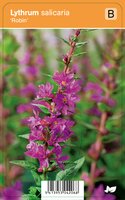 Vips Lythrum salicaria Robin - Kattenstaart - afbeelding 1