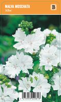Vips Malva moschata Alba - Muskuskaasjeskruid - afbeelding 1
