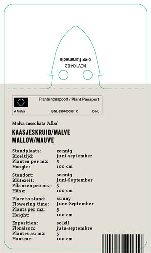 Vips Malva moschata Alba - Muskuskaasjeskruid - afbeelding 2