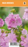 Vips Malva moschata - Muskuskaasjeskruid - afbeelding 1