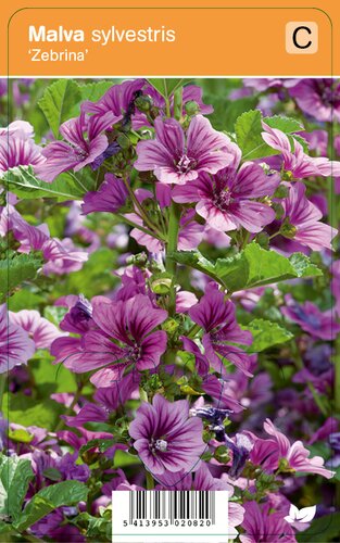 Vips Malva sylvestris Zebrina - Kaasjeskruid - afbeelding 1