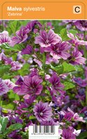 Vips Malva sylvestris Zebrina - Kaasjeskruid - afbeelding 1