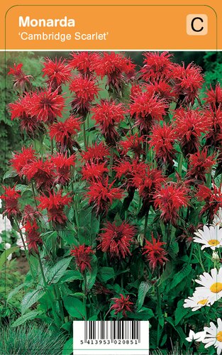 Vips Monarda Cambridge Scarlet - Bergamotplant - afbeelding 1