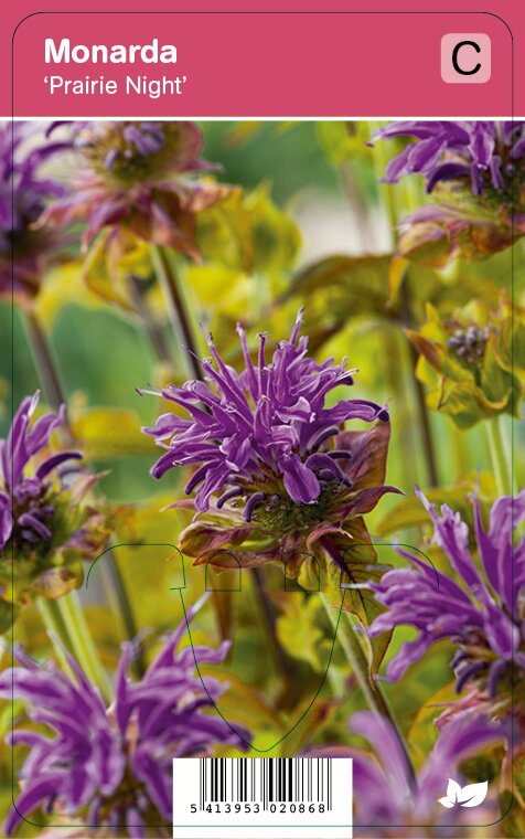 Bergamot (monarda Prairie Night) najaarsbloeier 12 stuks