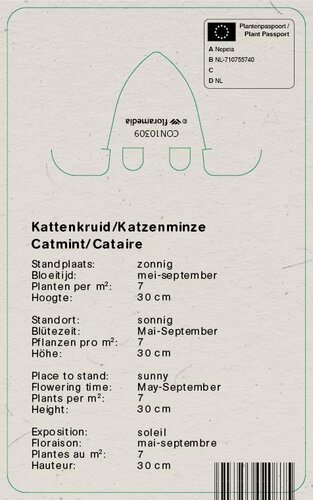 Vips Nepeta faassenii - Kattenkruid - afbeelding 2