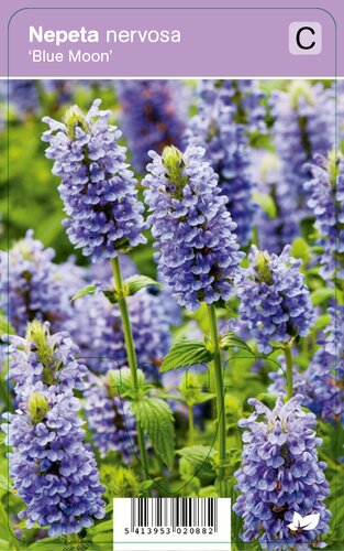 Vips Nepeta nervosa Blue Moon - Kattekruid - afbeelding 1