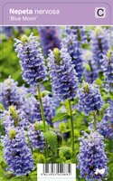 Vips Nepeta nervosa Blue Moon - Kattekruid - afbeelding 1