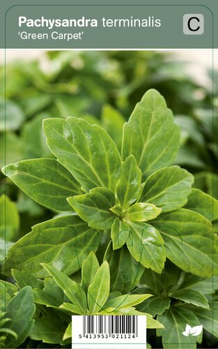 Vips Pachysandra terminalis Green Carpet - Schaduwkruid - afbeelding 1