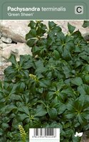 Vips Pachysandra terminalis Green Sheen - Schaduwkruid - afbeelding 1