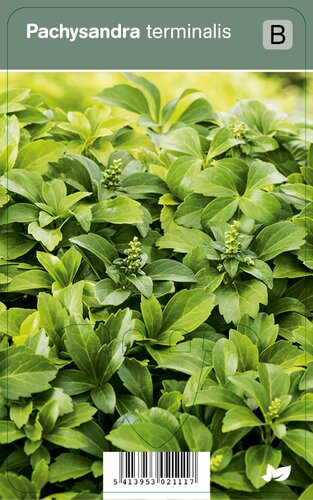 Vips Pachysandra terminalis - schaduwkruid - afbeelding 1