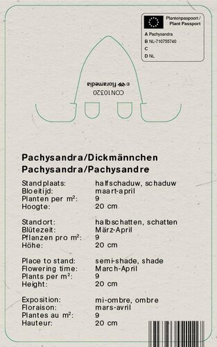 Vips Pachysandra terminalis - schaduwkruid - afbeelding 2