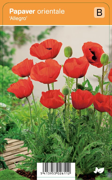 Vips Papaver orientale Allegro - Oosterse papaver