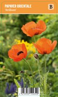 Vips Papaver orientale Briljant - klaproos - afbeelding 1